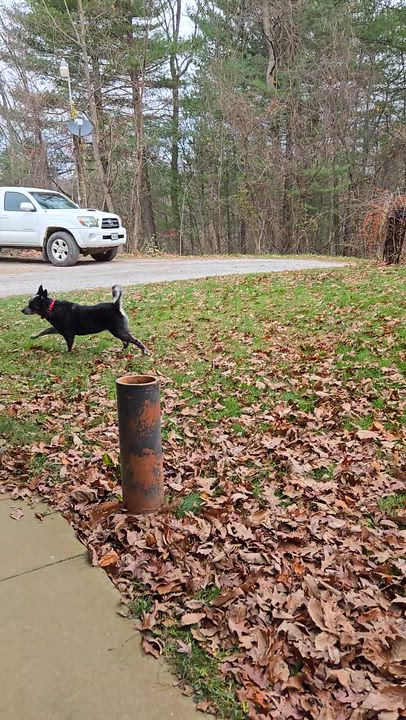 Enlarge Cappy, an adopted Australian Cattle Dog / Blue Heeler in Manchester, MD video 4/4