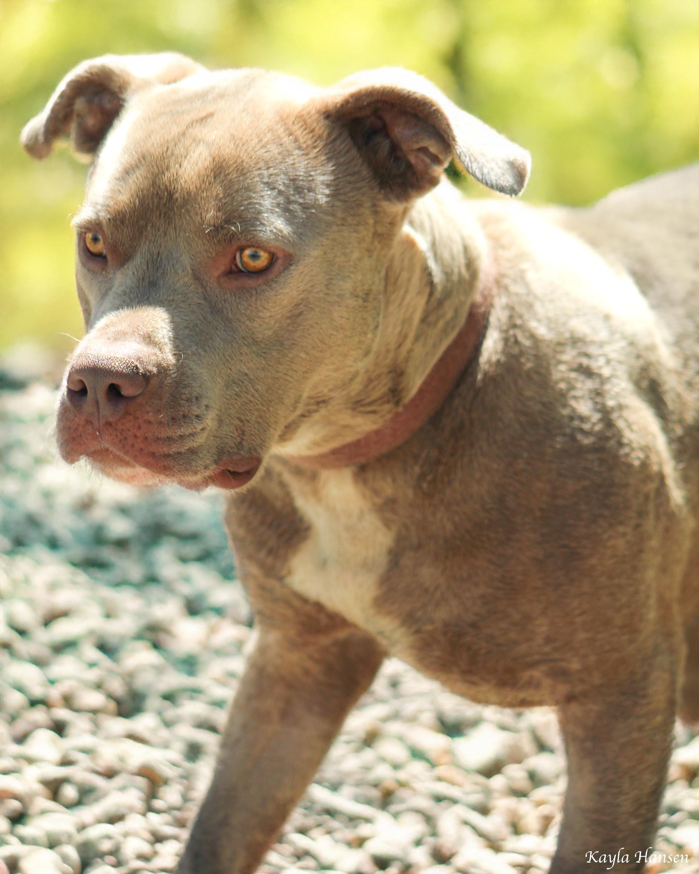 Enlarge Thor, a Adoptable Pit Bull Terrier in Seattle, WA image 1/5