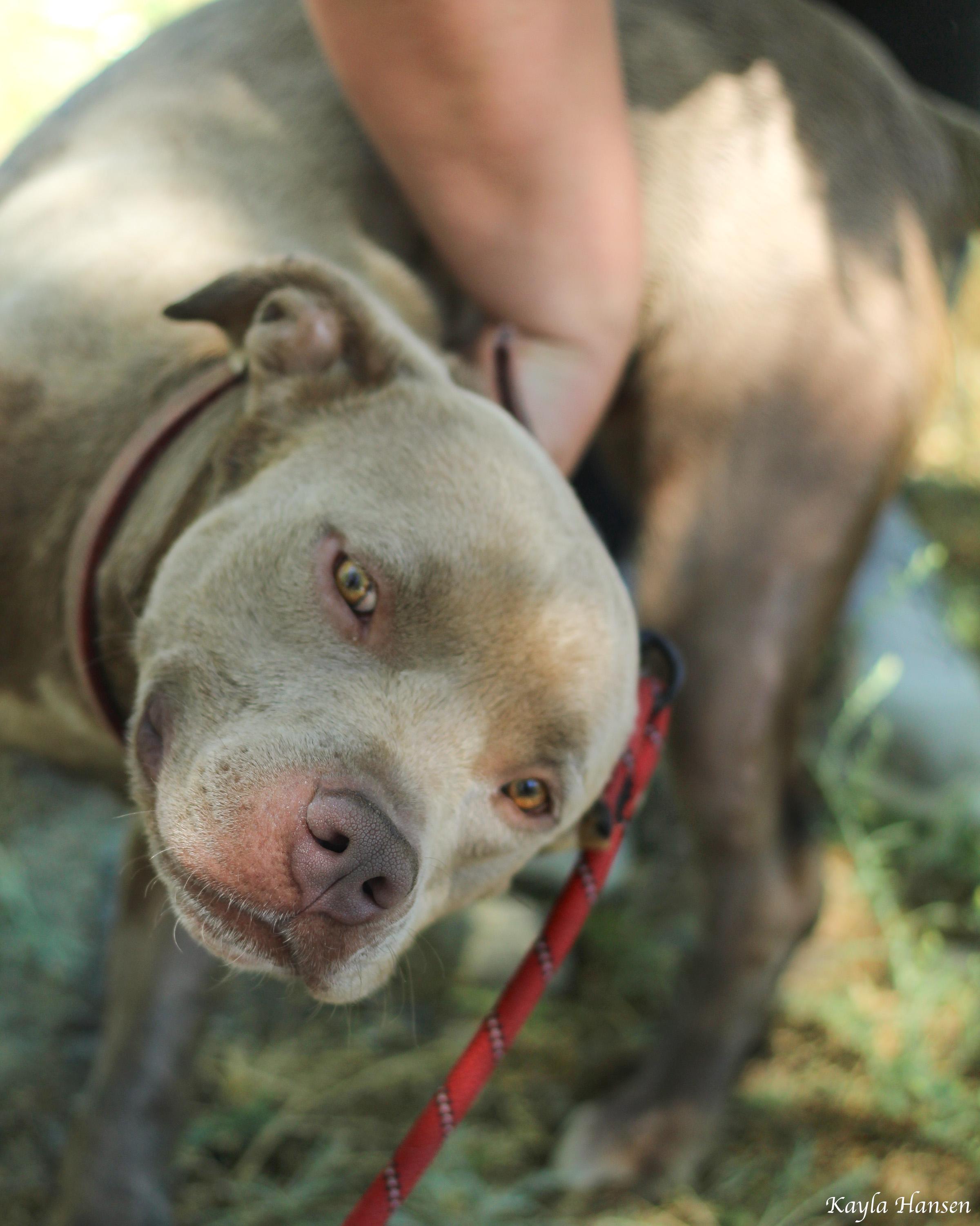 Enlarge Thor, a Adoptable Pit Bull Terrier in Seattle, WA image 2/5