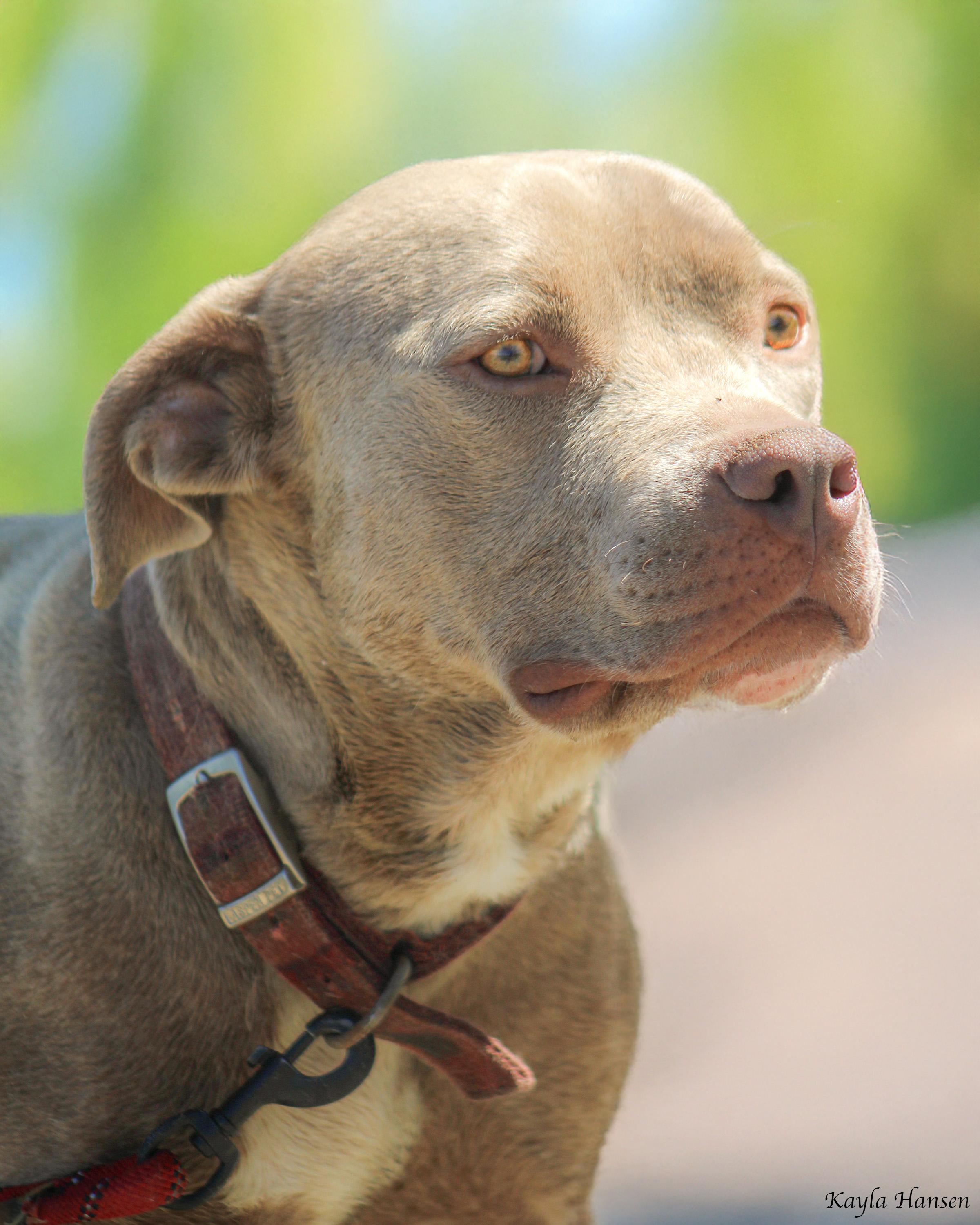 Enlarge Thor, a Adoptable Pit Bull Terrier in Seattle, WA image 5/5
