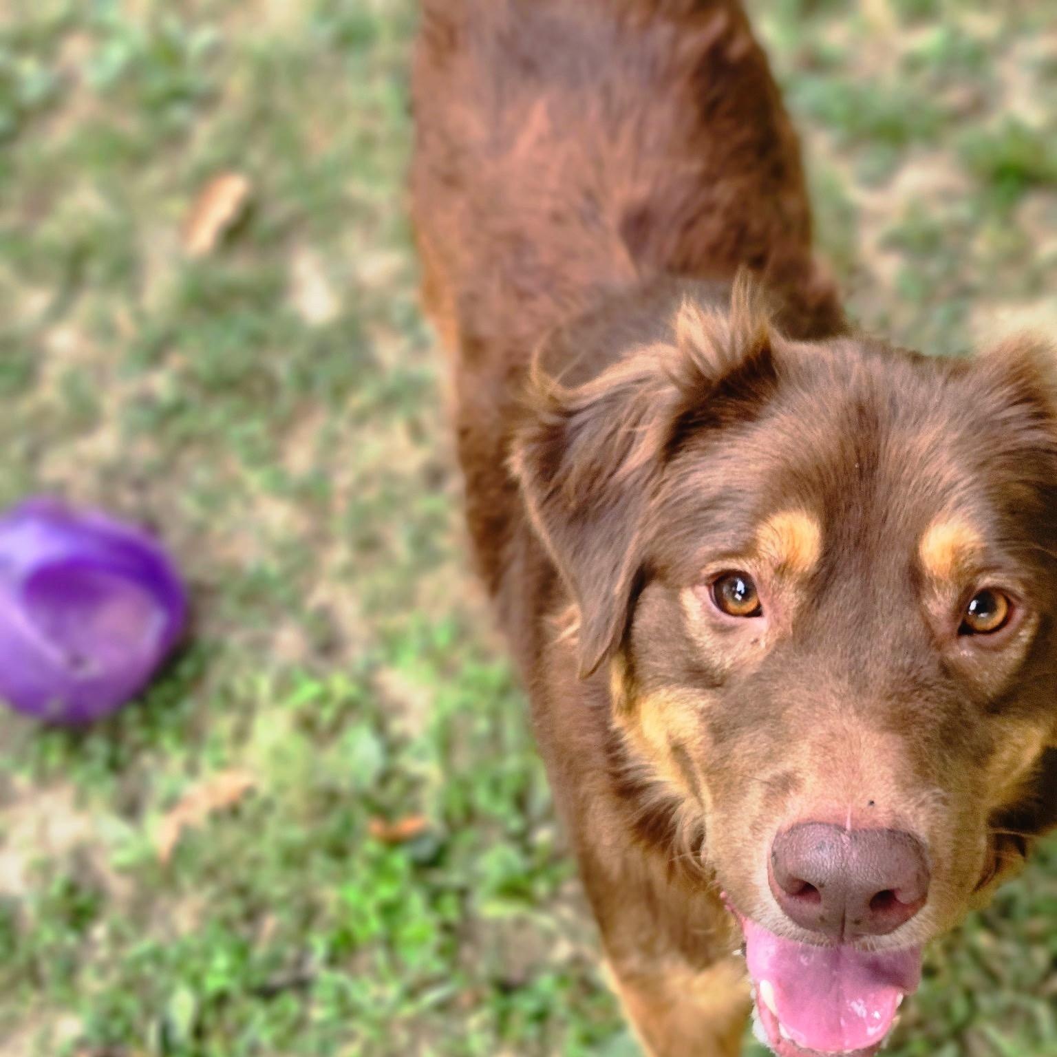 Enlarge Ray ray, a Adopted mixed breed in Godfrey, IL image 1/2