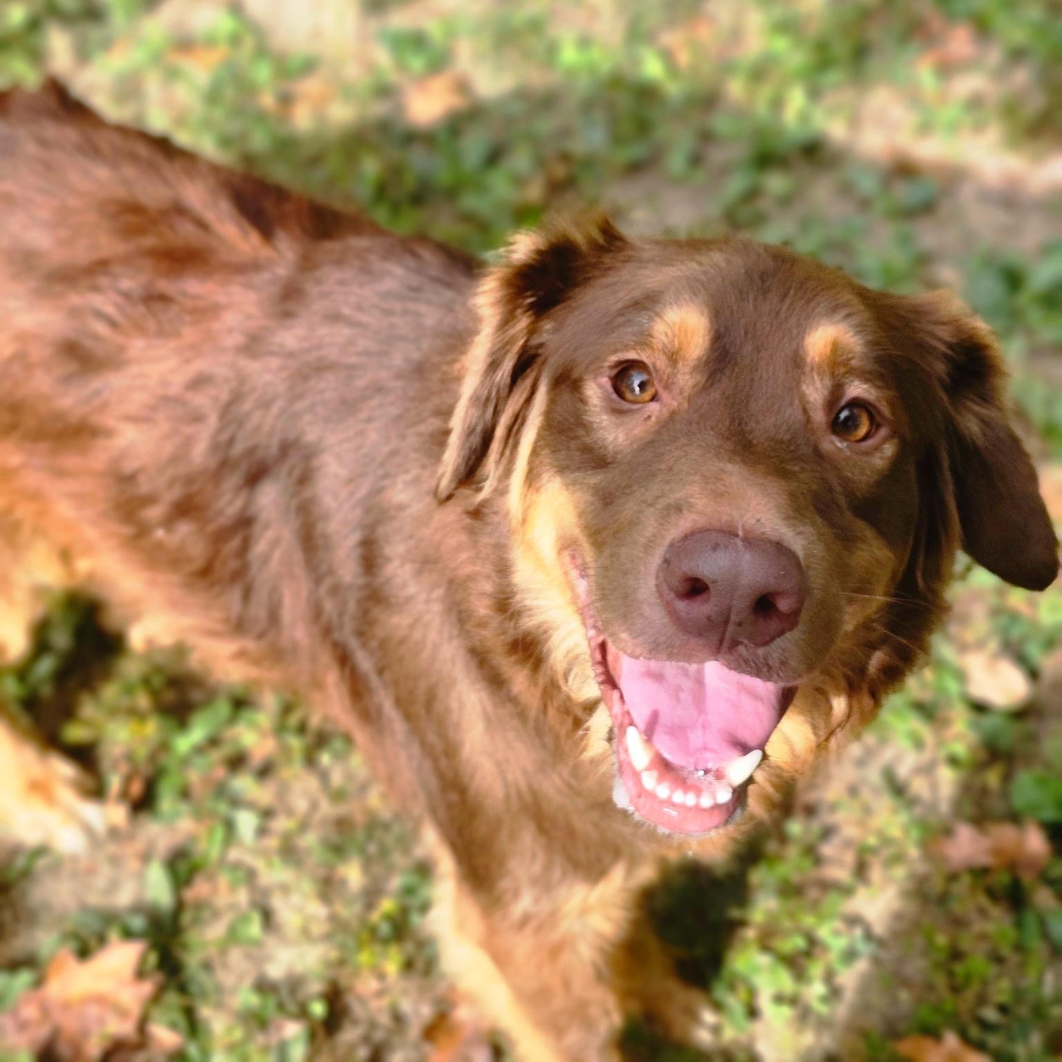 Enlarge Ray ray, a Adopted mixed breed in Godfrey, IL image 2/2