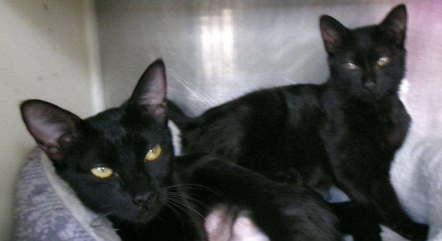Enlarge Charlemagne, a Adoptable Domestic Short Hair in Carrollton, GA image 1/3