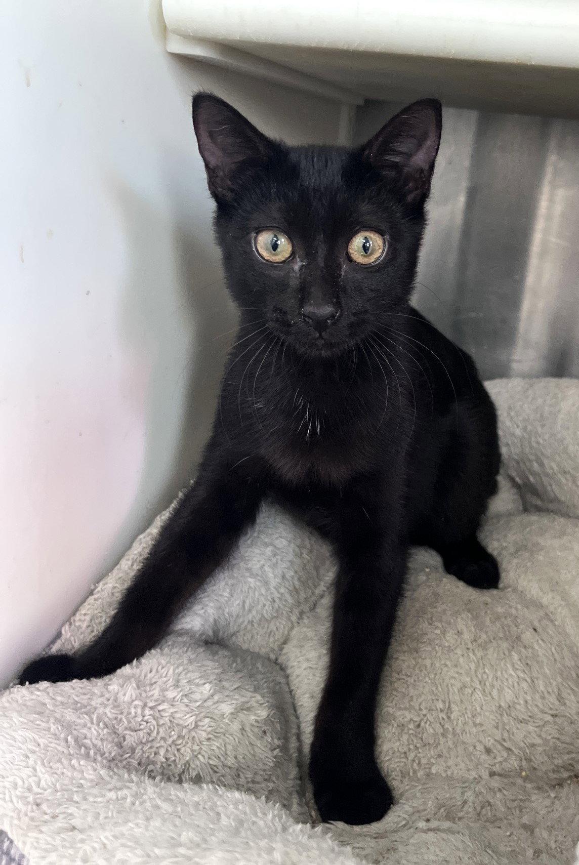 Enlarge Charlemagne, a Adoptable Domestic Short Hair in Carrollton, GA image 2/3