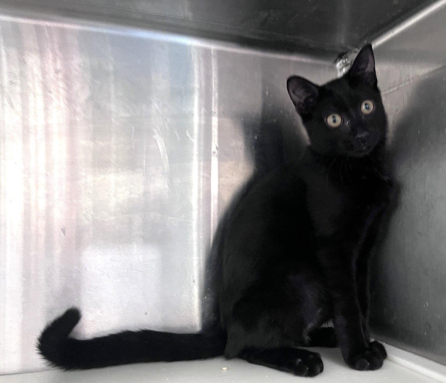 Enlarge Charlemagne, a Adoptable Domestic Short Hair in Carrollton, GA image 3/3