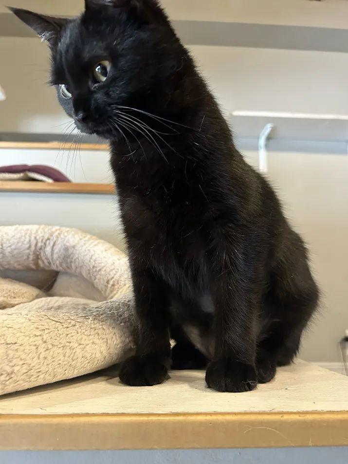 Inkspot, Adoptable, Young Female Domestic Short Hair.