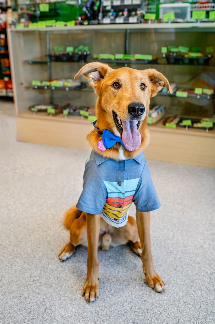 Cosmo, a Adoptable mixed breed in Omaha, NE image 1/6