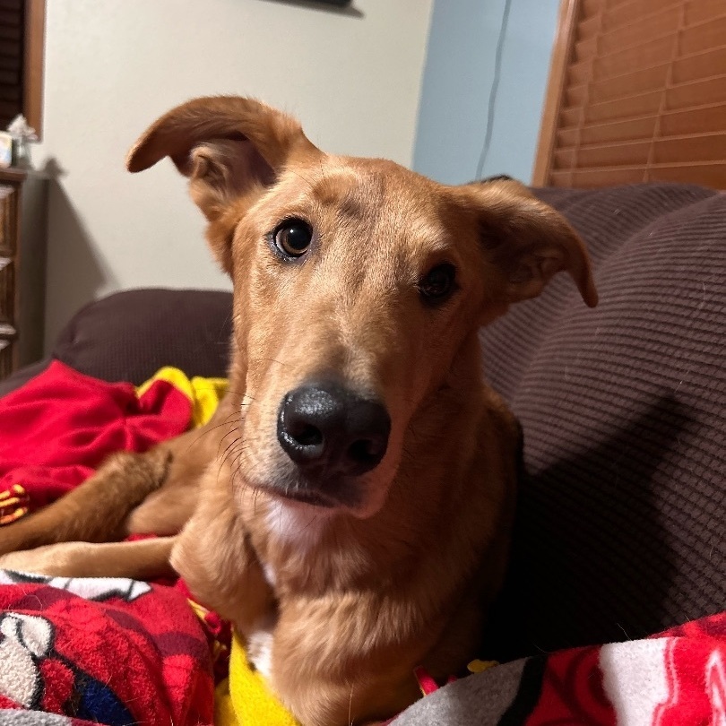 Cosmo, a Adoptable mixed breed in Omaha, NE image 2/6