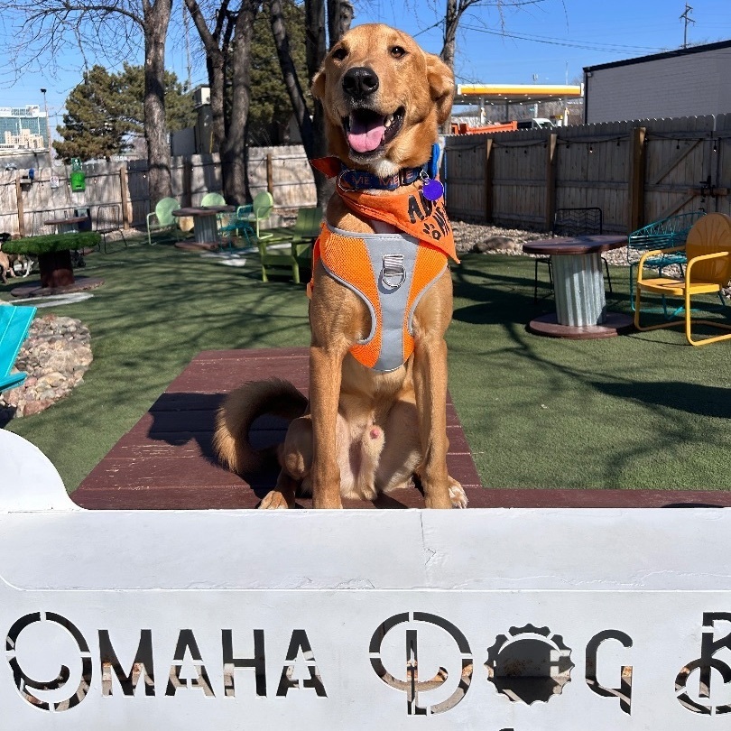 Cosmo, a Adoptable mixed breed in Omaha, NE image 3/6