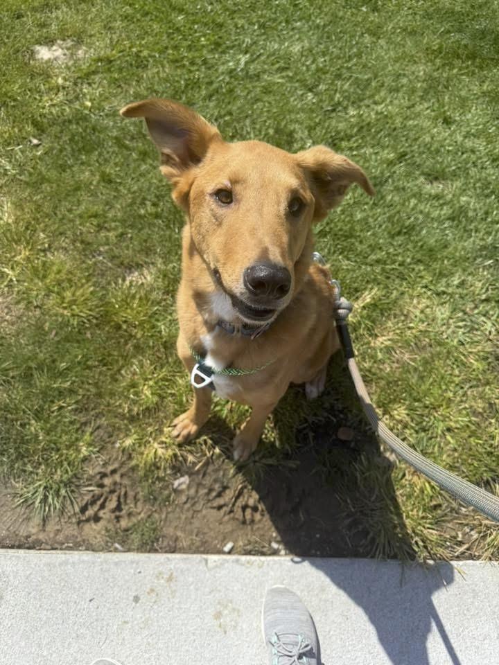 Cosmo, a Adoptable mixed breed in Omaha, NE image 4/6
