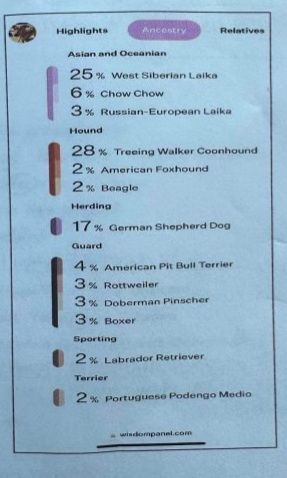 Cosmo, a Adoptable mixed breed in Omaha, NE image 5/6