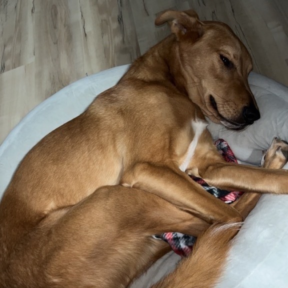 Cosmo, a Adoptable mixed breed in Omaha, NE image 6/6