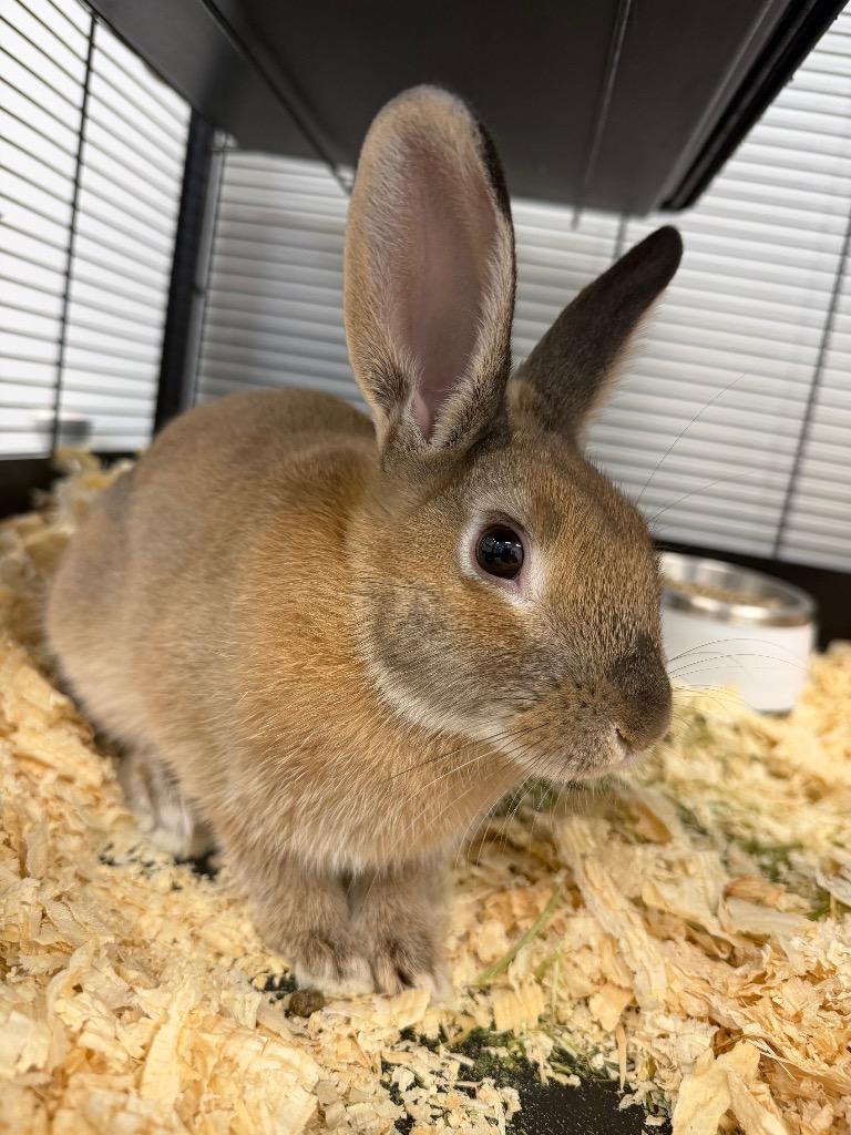Enlarge Periwinkle, a Adoptable Mini Rex in Great Bend, KS image 1/1