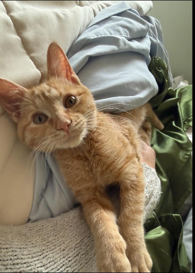 Booty, Adoptable, Young Female Domestic Short Hair.