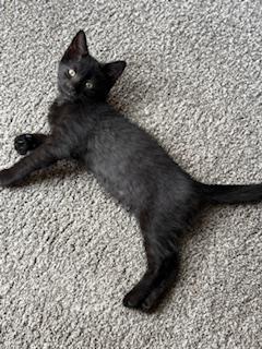 Jovi