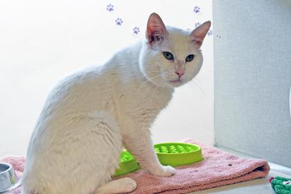 Enlarge Gumbo, a Adoptable mixed breed in Scotia, NY image 1/3