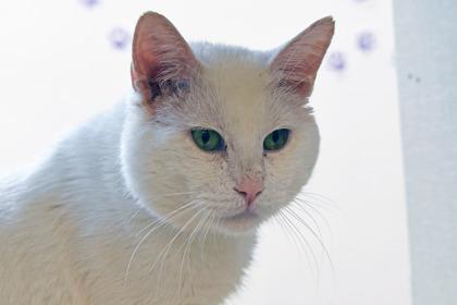 Enlarge Gumbo, a Adoptable mixed breed in Scotia, NY image 2/3