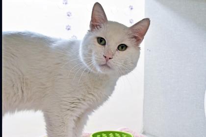 Enlarge Gumbo, a Adoptable mixed breed in Scotia, NY image 3/3