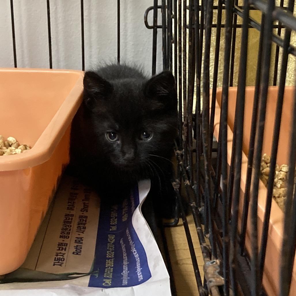 Spot, Adoptable, Kitten Female Domestic Short Hair.