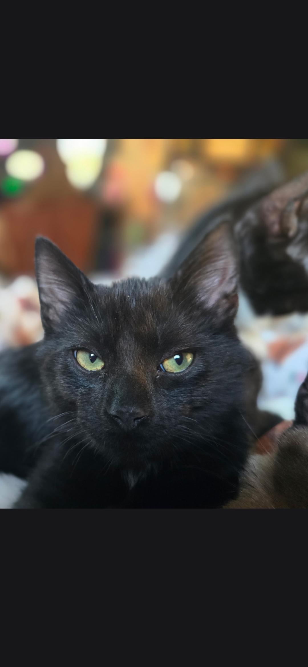 Thackery, Adoptable, Kitten Male Domestic Short Hair.