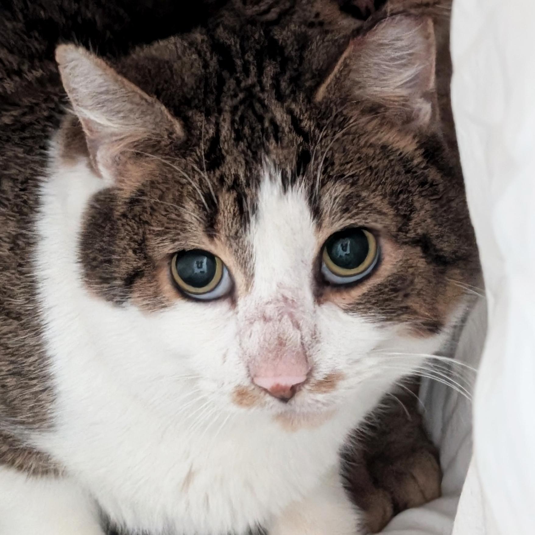 Korth - Working Cat!, ADOPTABLE, Adult Male Domestic Short Hair.