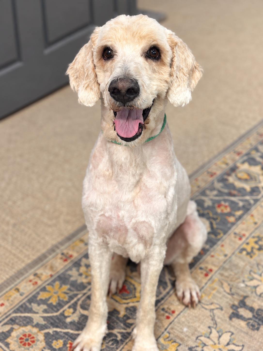 Enlarge Alexander the Great, a Adoptable mixed breed in Richmond, VA image 1/6