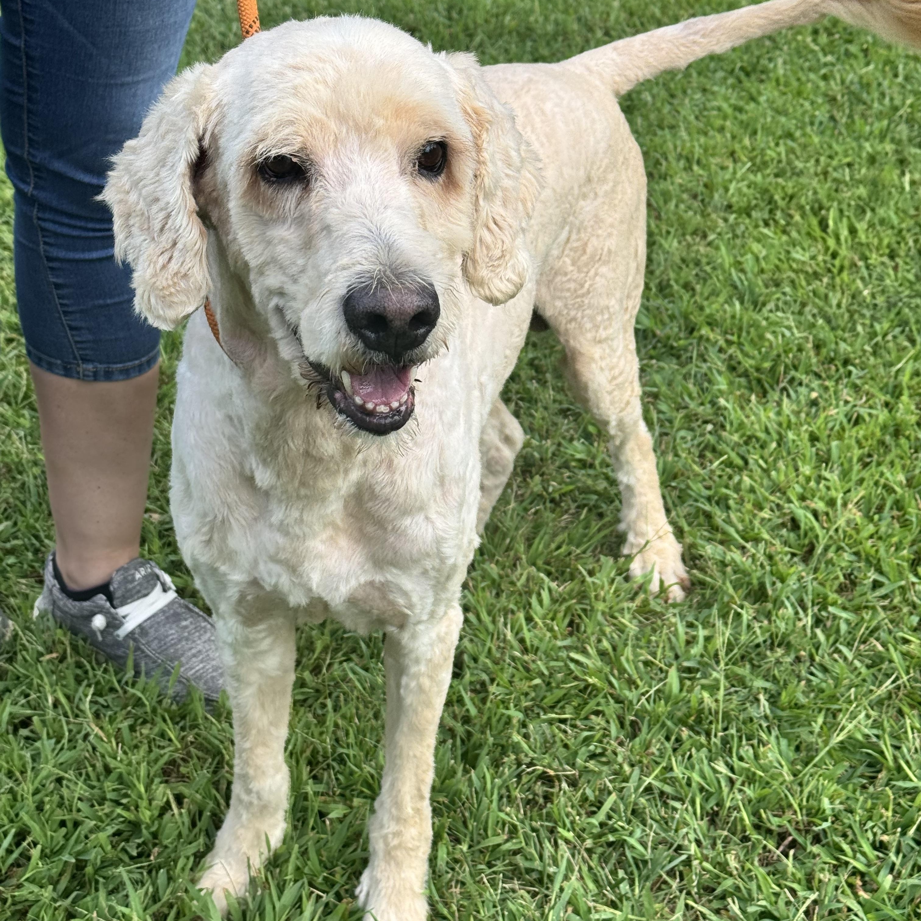 Enlarge Alexander the Great, a Adoptable mixed breed in Richmond, VA image 6/6