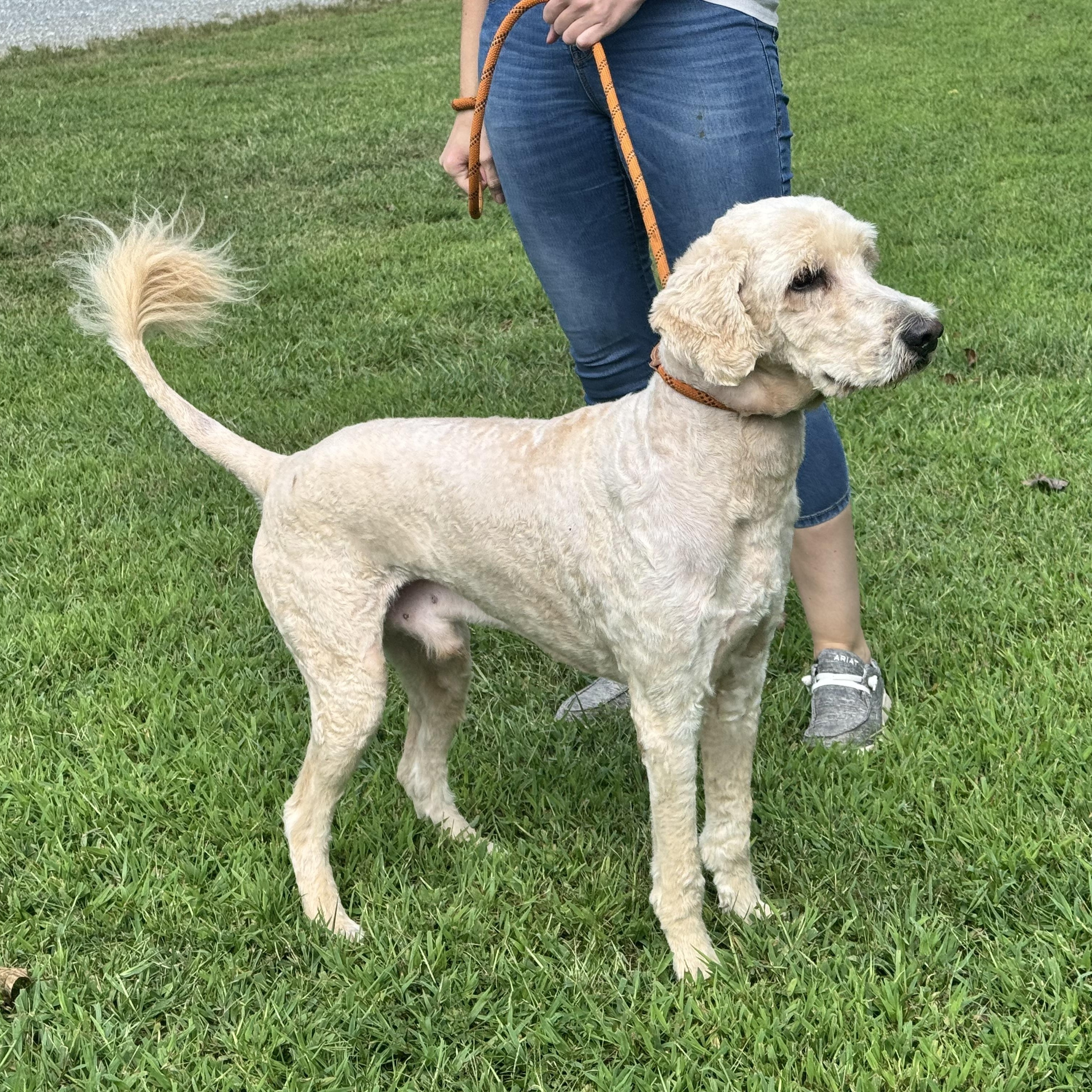 Enlarge Alexander the Great, a Adoptable mixed breed in Richmond, VA image 5/6