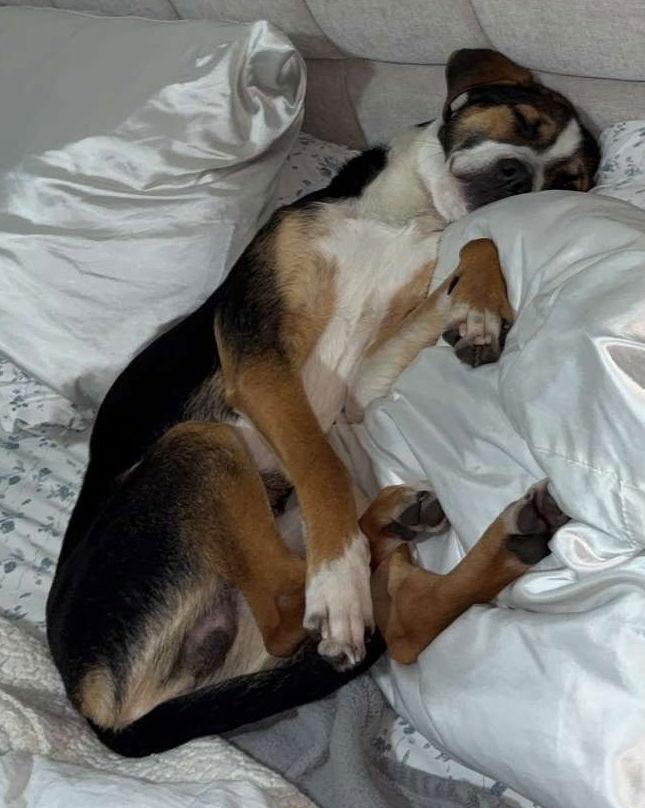 Enlarge Romeo, a Adoptable Hound in Minneapolis, MN image 1/3