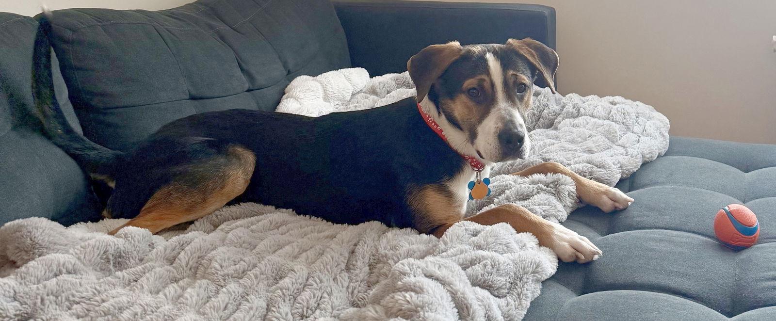 Enlarge Romeo, a Adoptable Hound in Minneapolis, MN image 2/3