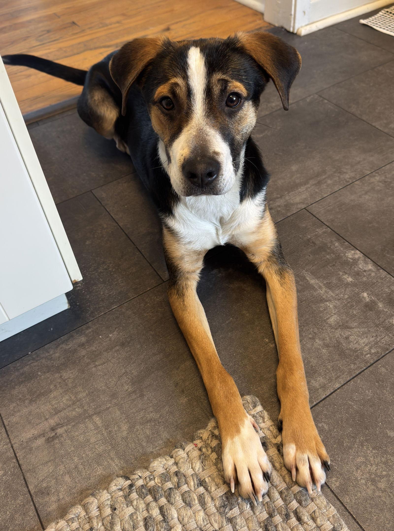 Enlarge Romeo, a Adoptable Hound in Minneapolis, MN image 3/3