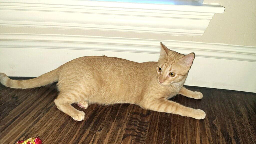 Sammy, a Adoptable Domestic Short Hair in Prosper, TX image 1/3