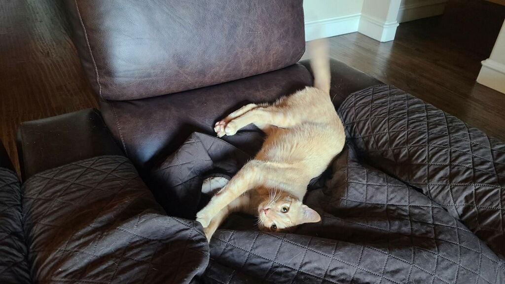 Sammy, a Adoptable Domestic Short Hair in Prosper, TX image 2/3