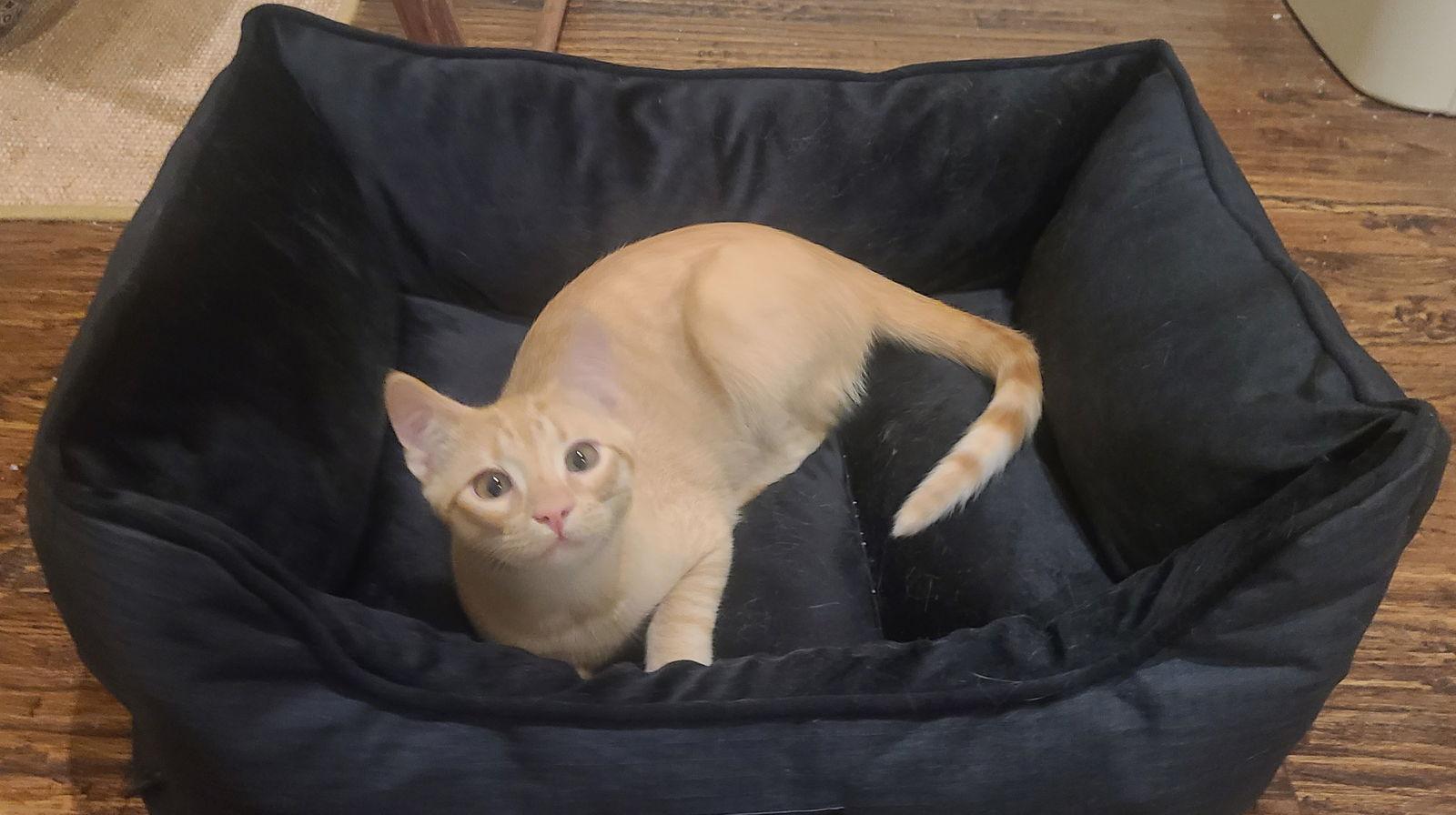 Sammy, Adoptable, Young Male Domestic Short Hair.