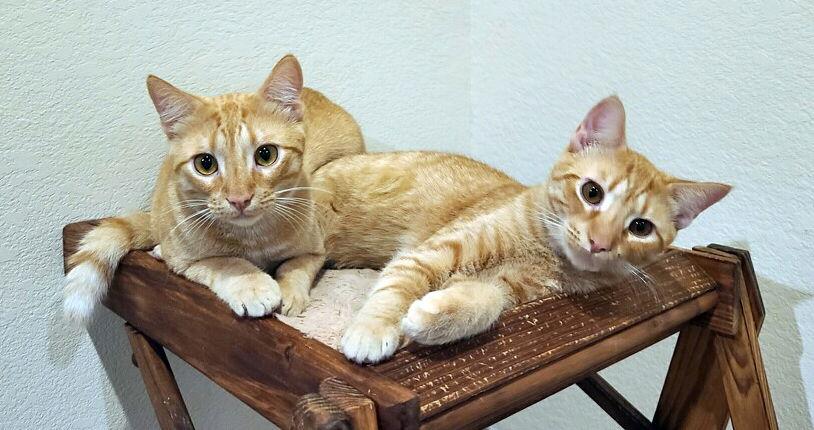 Sammy, a Adoptable Domestic Short Hair in Prosper, TX image 3/3