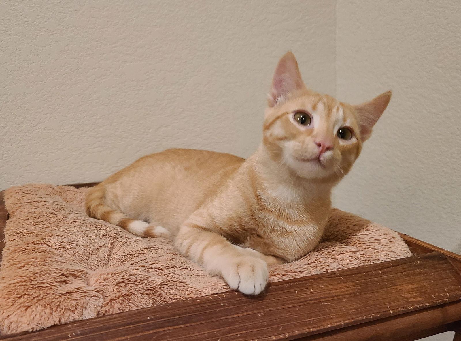 Enlarge Sammy, a Adoptable Domestic Short Hair in Prosper, TX image 2/3