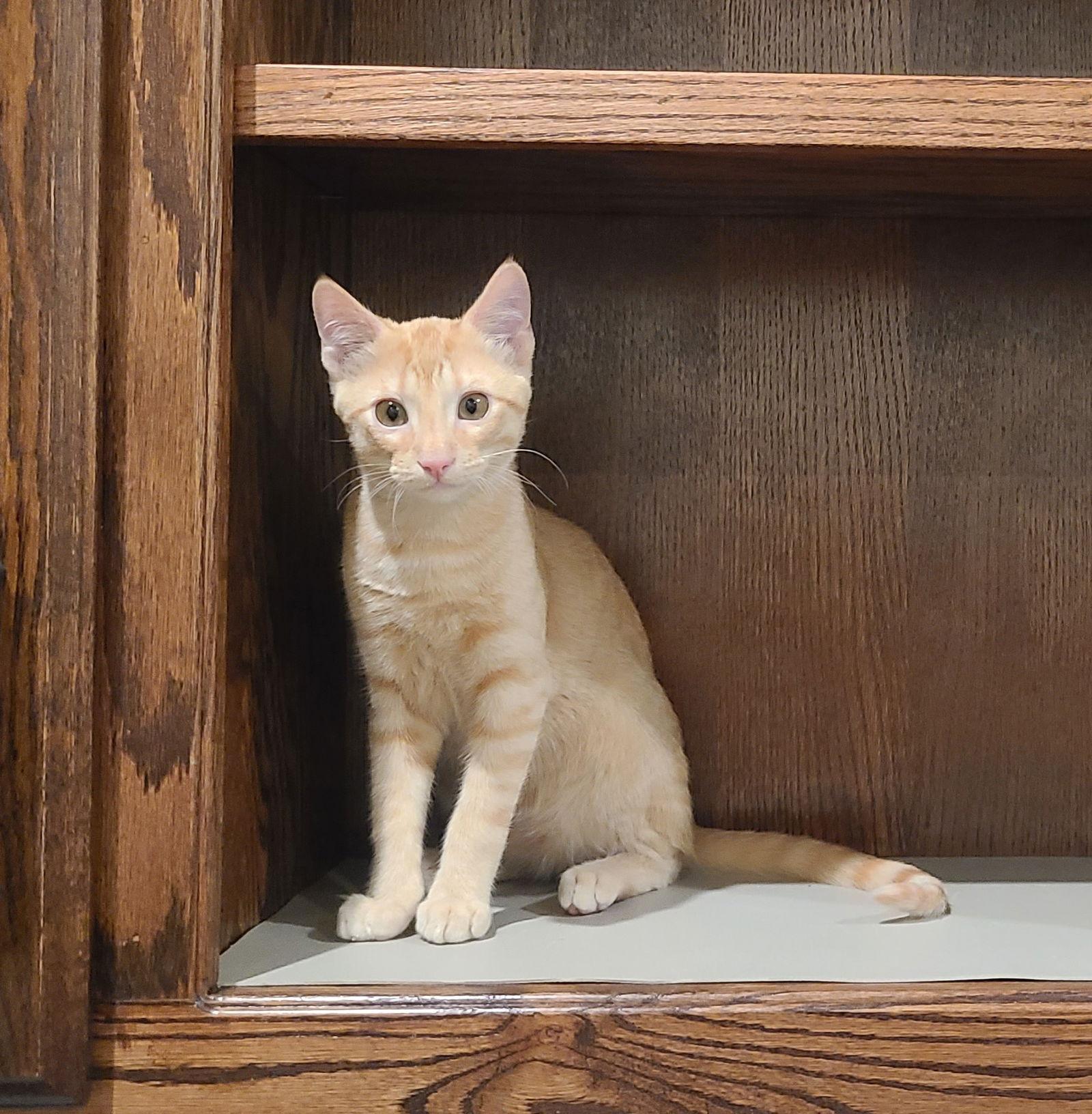 Enlarge Sammy, a Adoptable Domestic Short Hair in Prosper, TX image 3/3