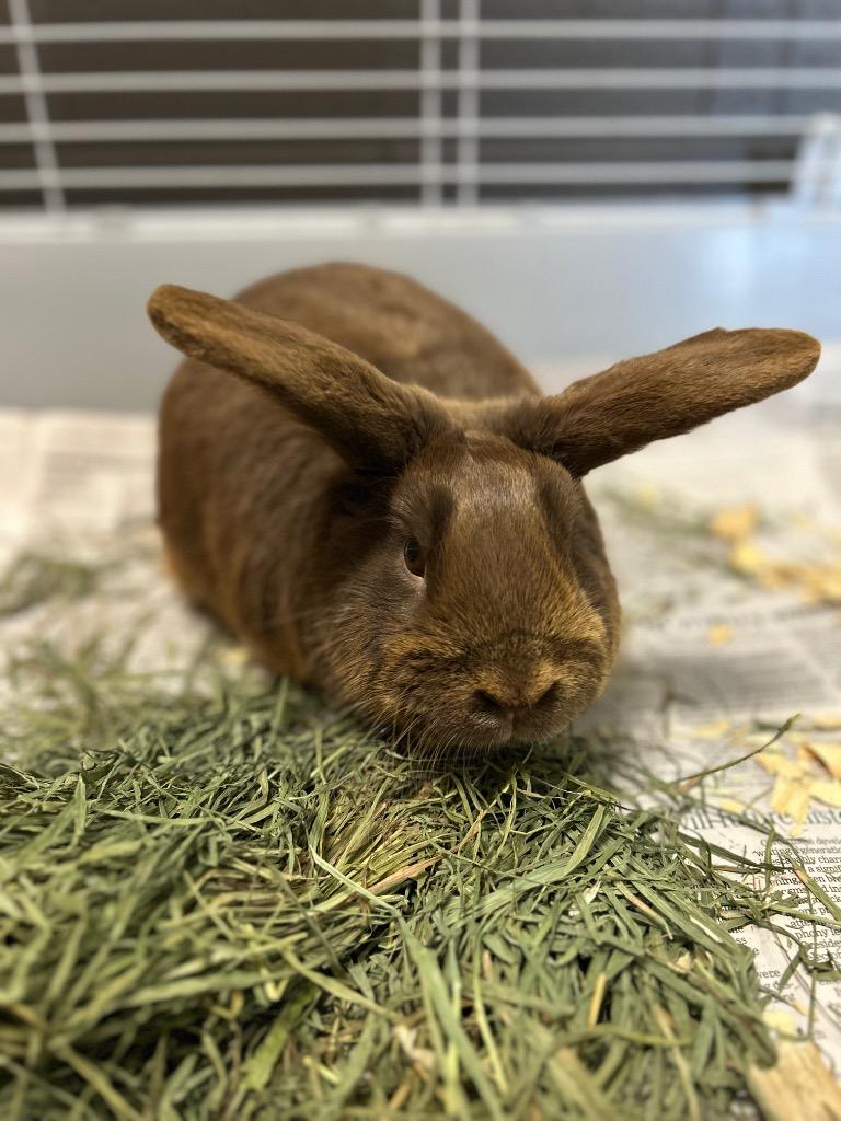 Enlarge Bugs, a Adoptable American in Johnson City, TN image 1/1