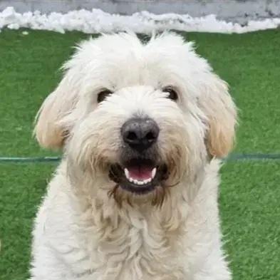 Gongju, Adopted, Adult Female Jindo.