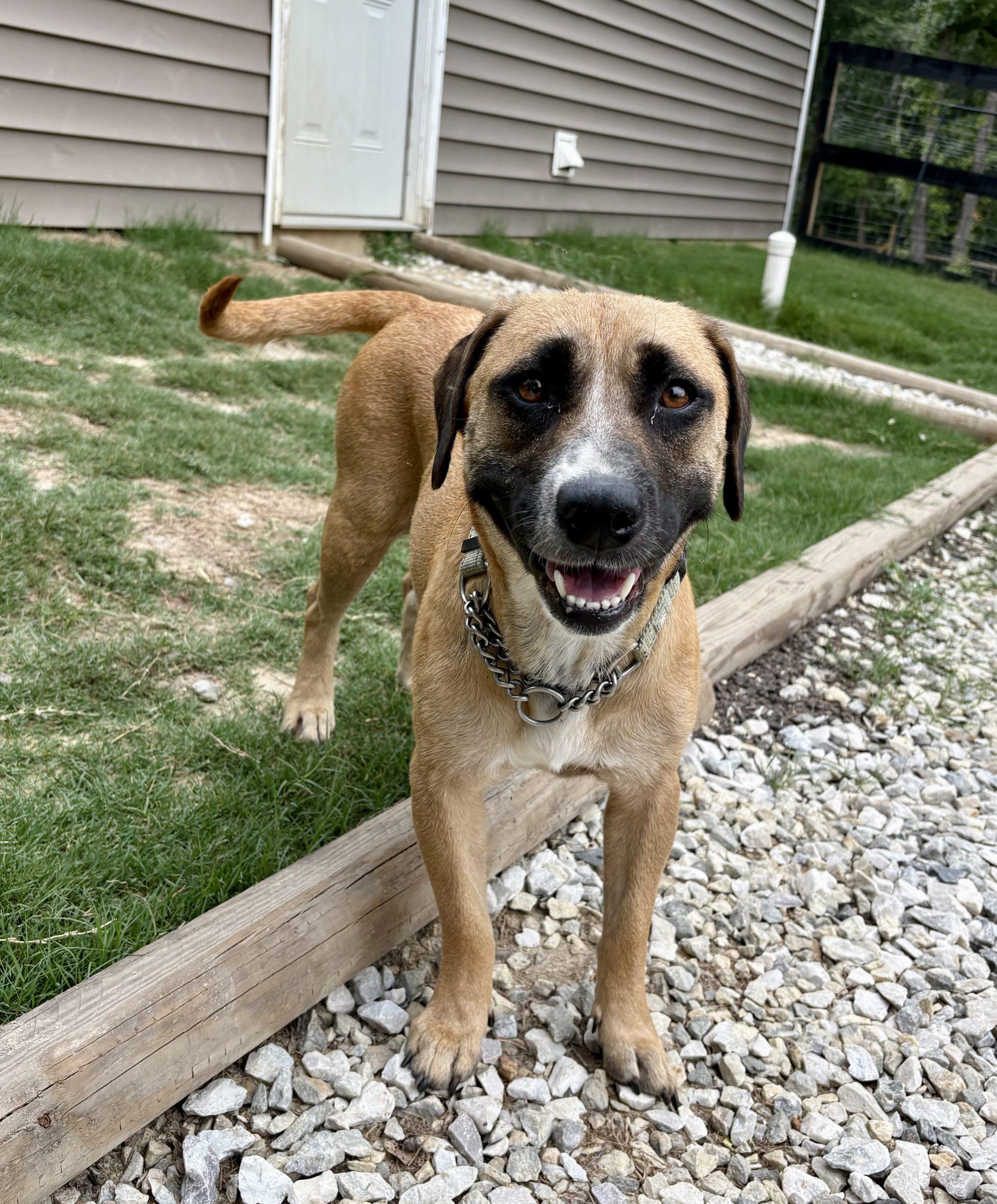 Isabella (Bella), a Adoptable mixed breed in Wilmington, NC image 1/5