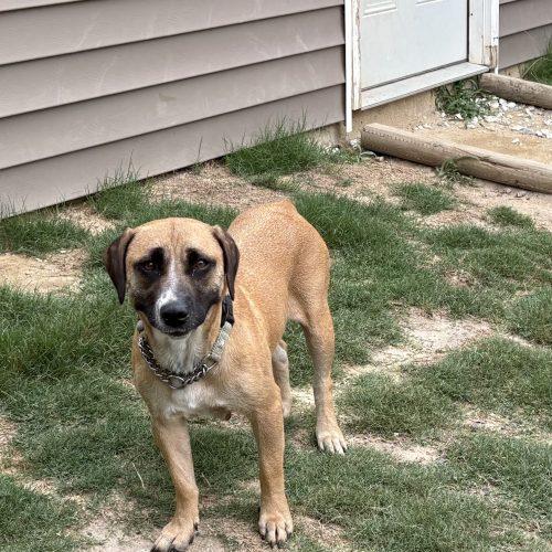 Isabella (Bella), a Adoptable mixed breed in Wilmington, NC image 4/5