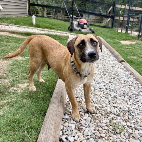Isabella (Bella), a Adoptable mixed breed in Wilmington, NC image 5/5