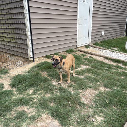 Isabella (Bella), a Adoptable mixed breed in Wilmington, NC image 3/5