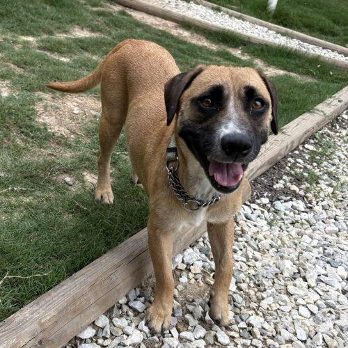 Isabella (Bella), a Adoptable mixed breed in Wilmington, NC image 2/5