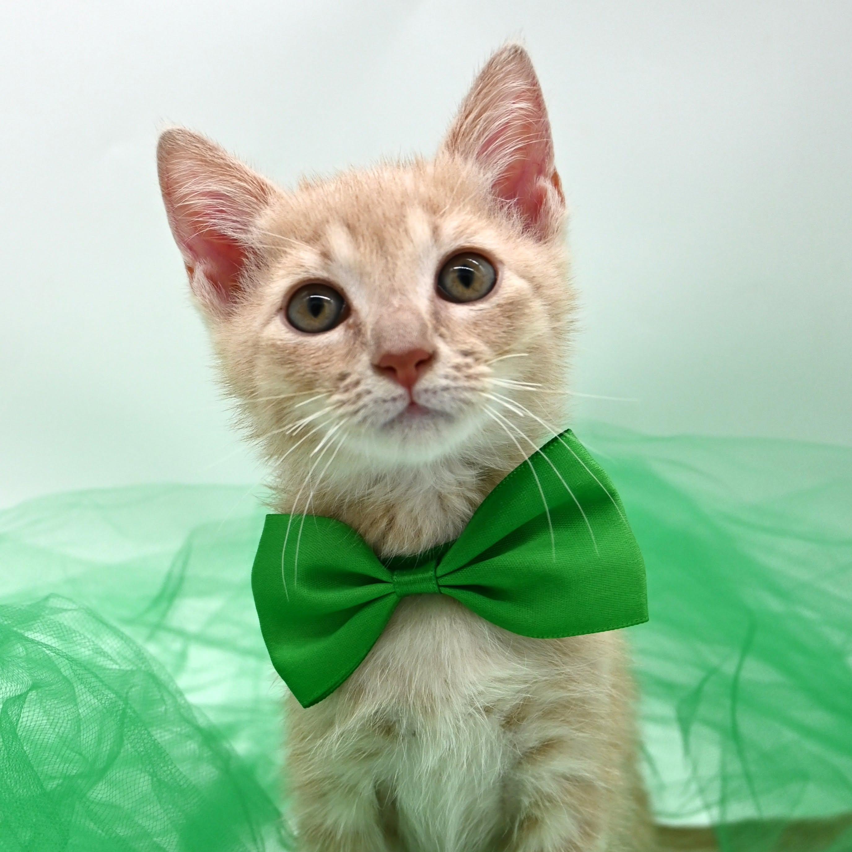 Enlarge Banana, a Adopted Domestic Medium Hair in Mobile, AL image 6/6