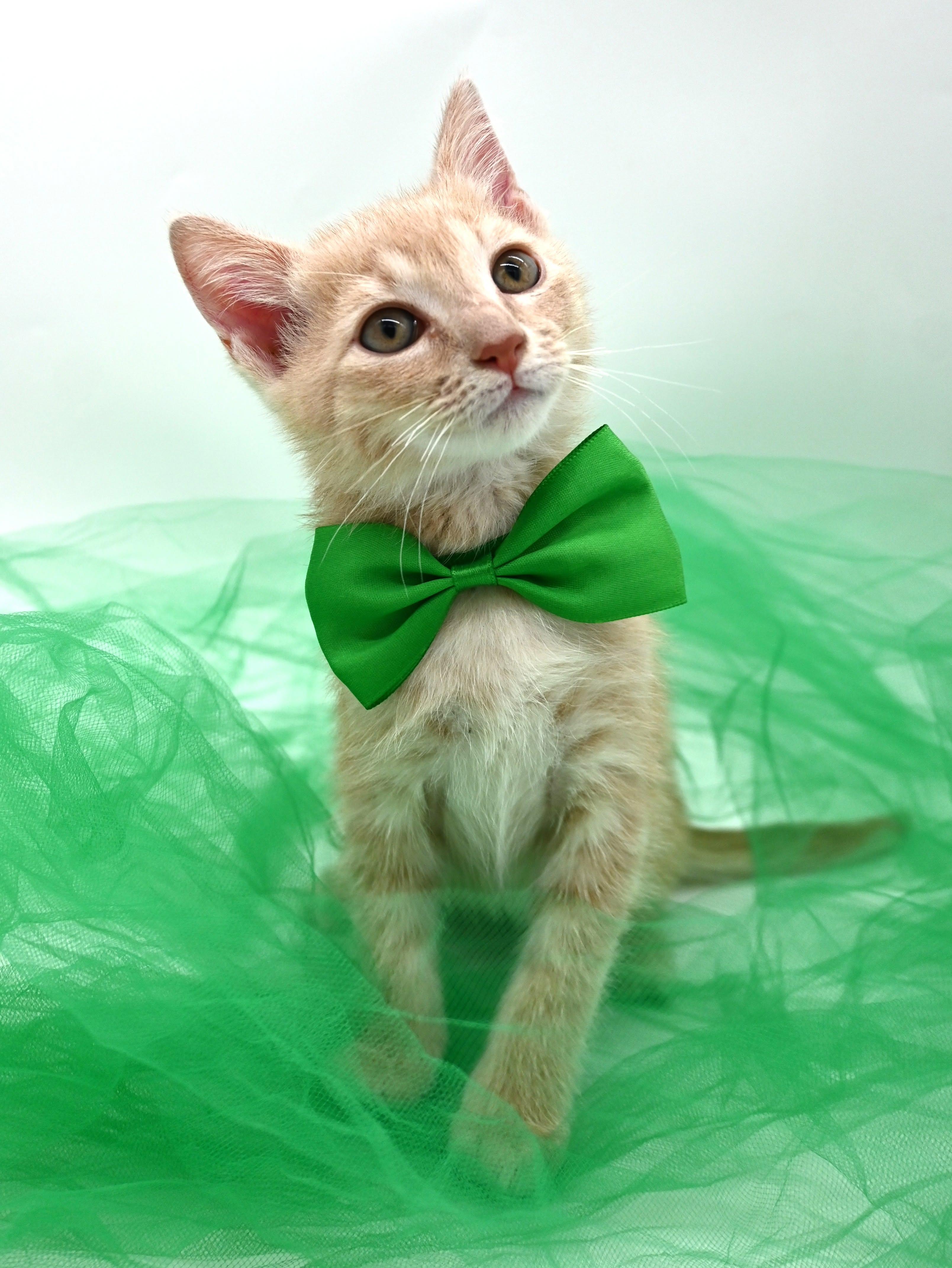 Enlarge Banana, a Adopted Domestic Medium Hair in Mobile, AL image 5/6