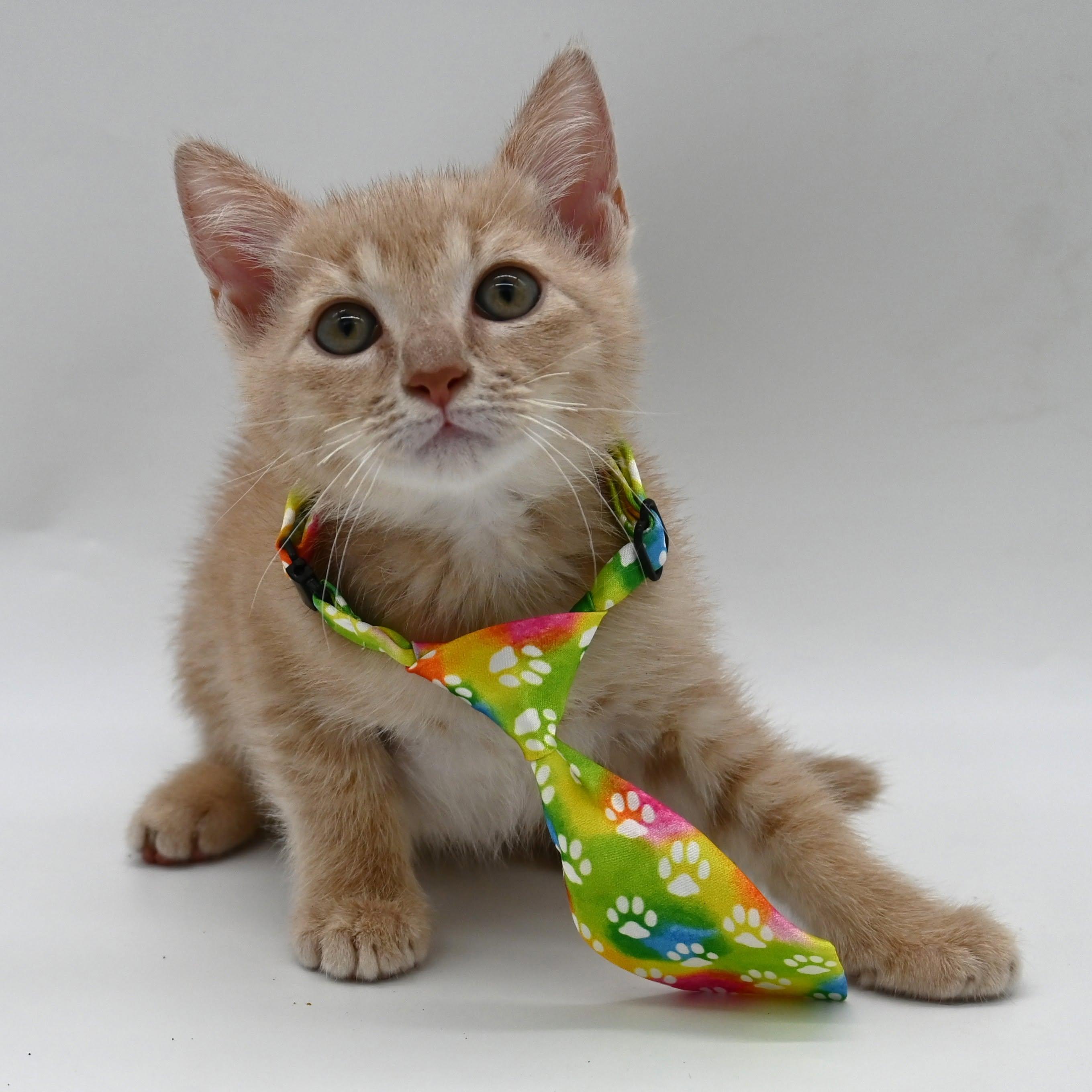 Enlarge Banana, a Adopted Domestic Medium Hair in Mobile, AL image 2/6