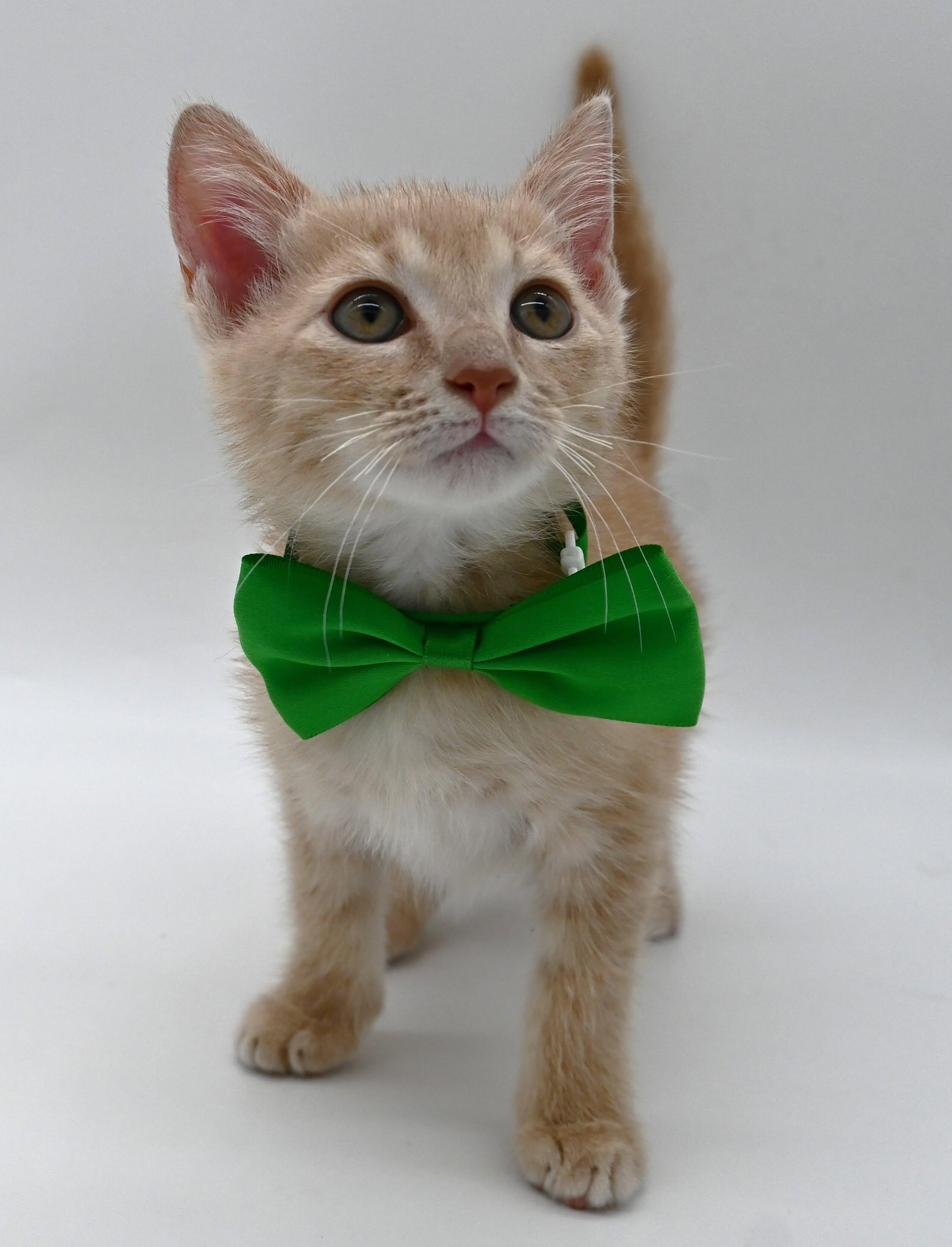 Enlarge Banana, a Adopted Domestic Medium Hair in Mobile, AL image 4/6