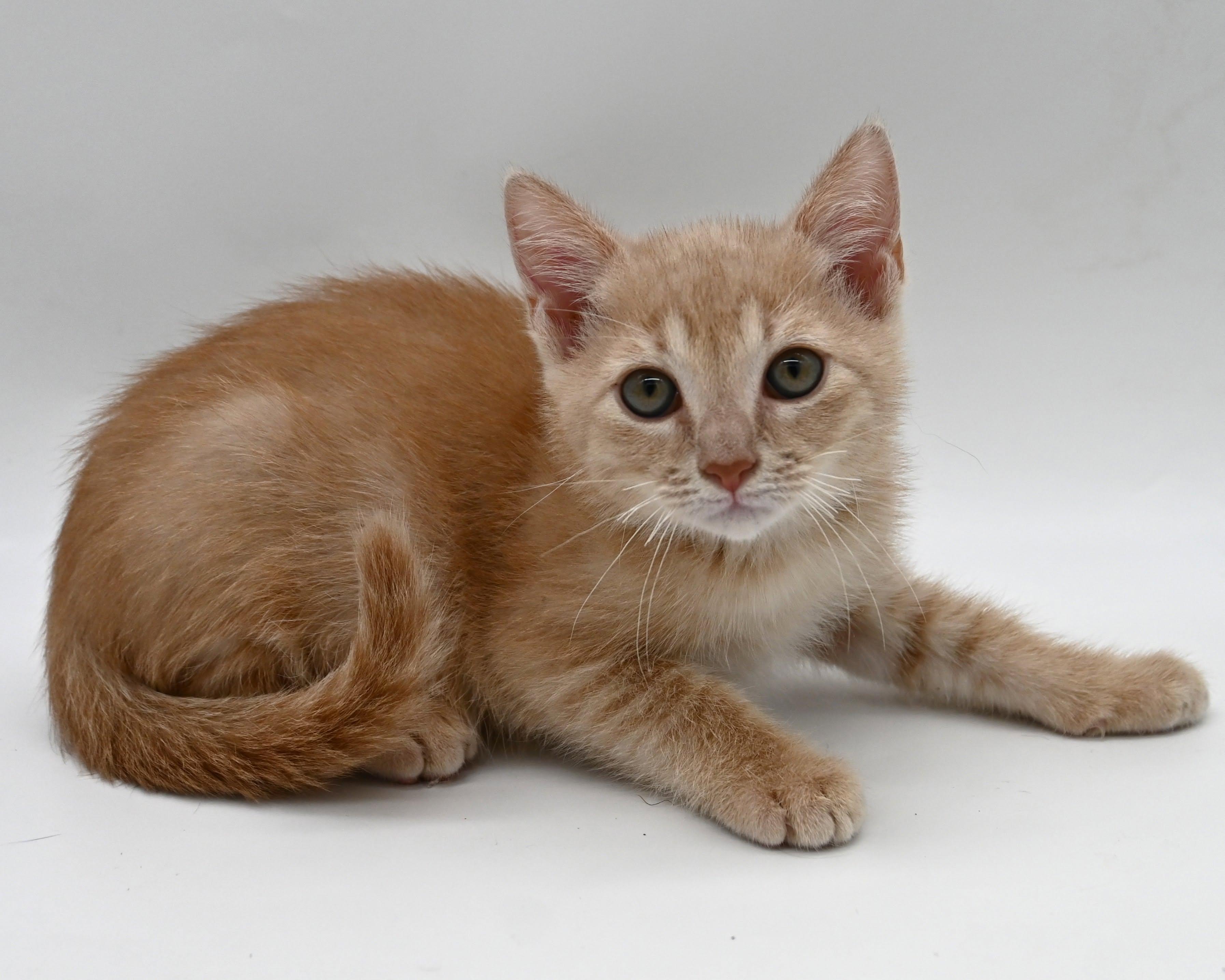 Banana, Adopted, Kitten Male Domestic Medium Hair.