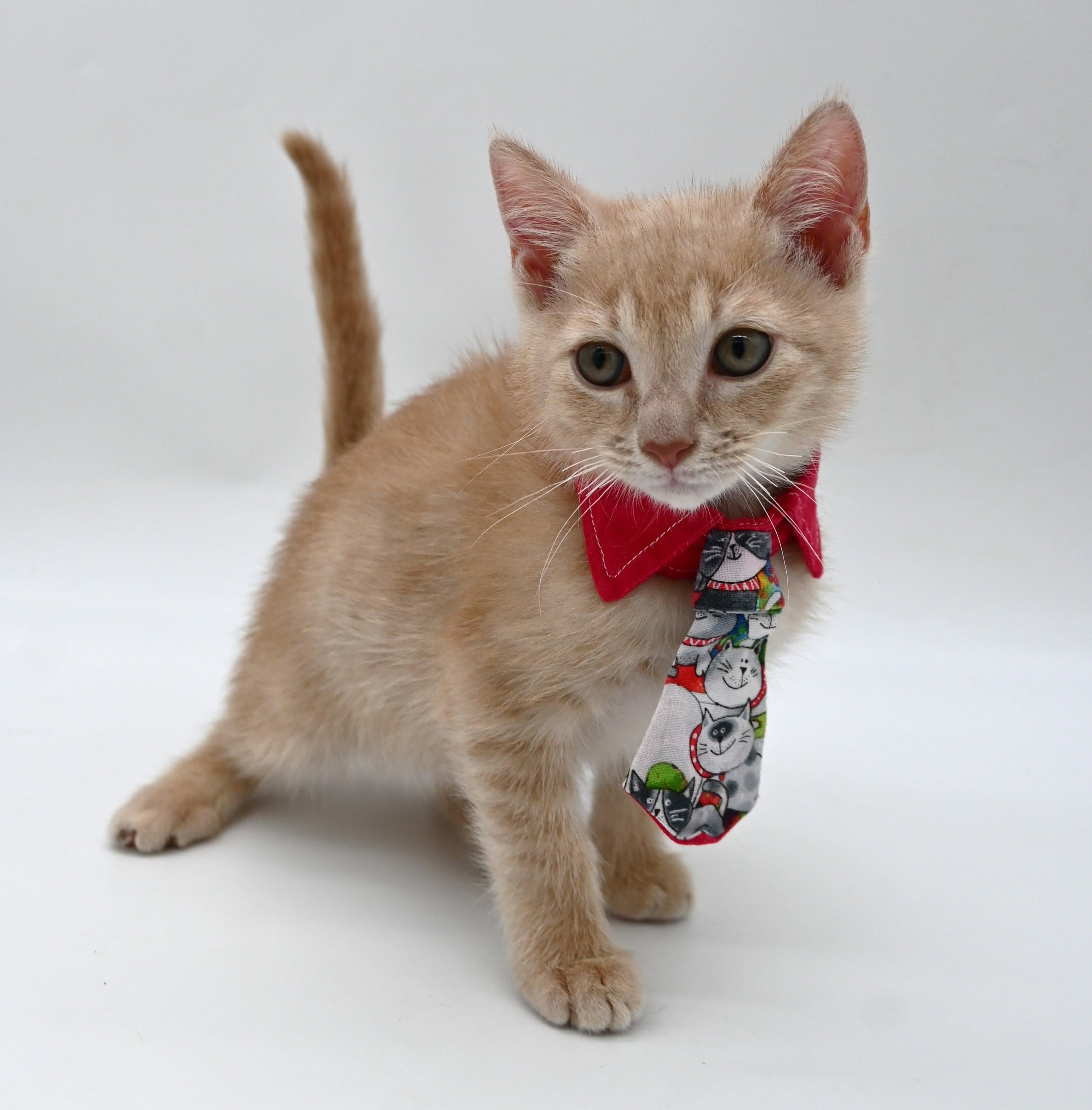 Enlarge Banana, a Adopted Domestic Medium Hair in Mobile, AL image 3/6